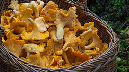Лисички: полезные свойства, тонкости сбора, хранения и рецепты приготовления этих грибов