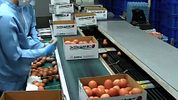 Во Франции увеличивается дефицит товаров, на мировом рынке - яиц