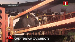 В Вороновском районе фермера ранил бык, как итог - летальный исход