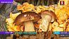 Медики предостерегают: собирать грибы нужно осторожно, а готовить их правильно 