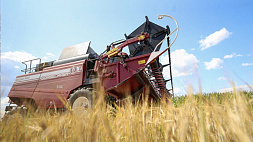 Уборочная кампания в Беларуси в своем экваторе - намолочено практически 5 млн 819 тыс. т зерна 