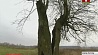 В Минске впервые придали статус памятника  деревьям