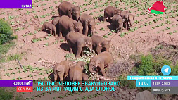 Из-за миграции слонов в Китае для безопасности населения мобилизованы 25 тыс. полицейских