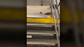 Экскурсии по местам массового скопления крыс стали новым трендом в Нью-Йорке