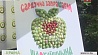 На родине садовода Ивана Сикоры проходит международный  "Яблочный фестиваль"