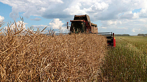 Лукашенко посещает Брестскую область - аграрная тематика продолжается темой рапса