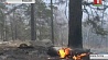 В Бурятии огнем охвачены почти 700 гектаров леса