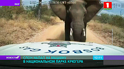 Слон напал на машину в Национальном парке Крюгера