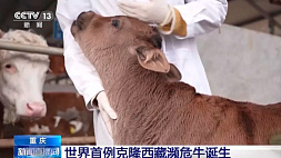 Ученые Китая впервые клонировали тибетских коров