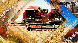 В белорусских полях собрано более 1 миллиона 800 тысяч тонн зерна