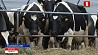 Сельхозорганизации Минской области  планируют увеличить производство кормов для животноводства