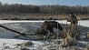 В Брагинском районе спасли лося из полыньи