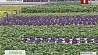 Первый урожай огурцов и зелени собрали в энергосберегающих теплицах