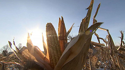 Белорусские аграрии решили не убирать часть кукурузных полей на зиму 