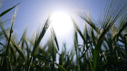 Посевная кампания - 2023: Брестская, Гродненская и Минская области завершили сев ранних зерновых и зернобобовых