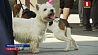 В Великобритании за выгул собак без санитарных пакетов грозит штраф до тысячи фунтов стерлингов