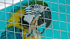 Самый большой парк попугаев в Беларуси открылся в Радошковичах