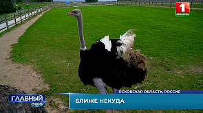Как появилась страусиная ферма в Пскове, и почему рейс Минск - Псков перспективен