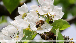 Всемирный день пчел приглашает отметить Ботанический сад в Минске