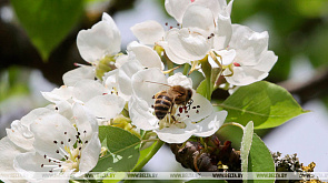 Всемирный день пчел приглашает отметить Ботанический сад в Минске