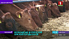 Идеально для сыров - белорусскую красную породу коров возрождают в хозяйстве "Новый Двор - Агро"