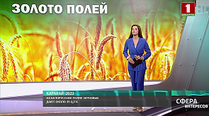 На белорусских полях зерновые дают около 35 ц/га