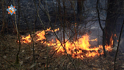 Пожар на территории заказника "Ельня" ликвидирован - специалисты подсчитывают ущерб