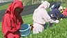 В Японии необычным способом приступили к сбору урожая зеленого чая