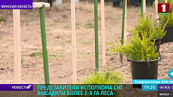 Представители Исполкома СНГ высадили более 2 га деревьев в рамках акции "Неделя леса"