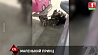 Маленькие хаски напали на маленького водителя розовой машинки
