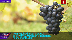 Разработкой новых сортов винограда занимаются в Институте плодоводства НАН Беларуси