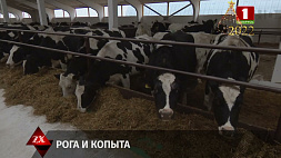 Руководитель одного из сельскохозяйственных предприятий Гродненской области похитил 26 коров