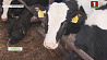 Современные молочно-товарные фермы возводят в северном регионе страны