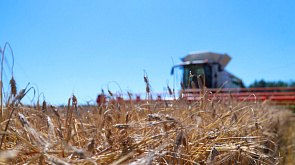 Белорусские аграрии намолотили более 1,3 млн тонн зерна с учетом рапса