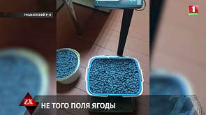 Две жительницы Гродно украли голубику в местном хозяйстве - на любительниц сладенького заведено уголовное дело