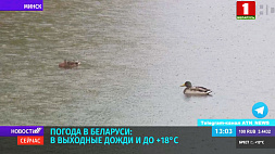 Погода в Беларуси: в выходные дожди и до плюс 18°С