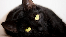 Ко Дню защиты черных кошек  минское предприятие "Фауна города" проводит акцию "Забираем счастье в дом!"