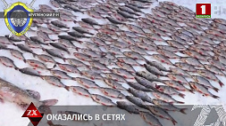 Трое жителей Круглянского района незаконно порыбачили на 16 тыс. рублей