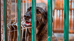 В Южной Корее готовят закон, запрещающий употребление мяса собак в пищу