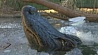 Аллигаторы освободились из ледяной ловушки в Северной Каролине