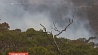 На юге Австралии бушуют природные пожары