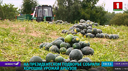 На подворье Президента Беларуси собрали хороший урожай арбузов 