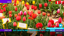 "Триумф" и "Рембрандт", махровые и пионовидные - в Ботаническом саду цветут тюльпаны