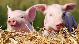 В Эстонии с каждым годом все меньше свиней