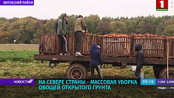 На севере Беларуси идет массовая уборка овощей открытого грунта