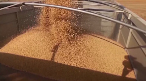 Восточная Европа блокирует украинский зерновой экспорт