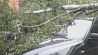 Во Фрунзенском районе столицы поваленные деревья повредили припаркованные автомобили