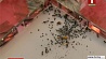 Юный исследователь из столицы создал муравьиную ферму