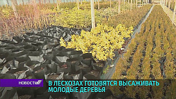 В лесхозах Беларуси готовятся высаживать молодые деревья