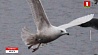 В Беларусь вновь пожаловала редкая птица  - полярная чайка